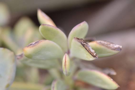 多肉植物枯萎 多肉植物枯萎