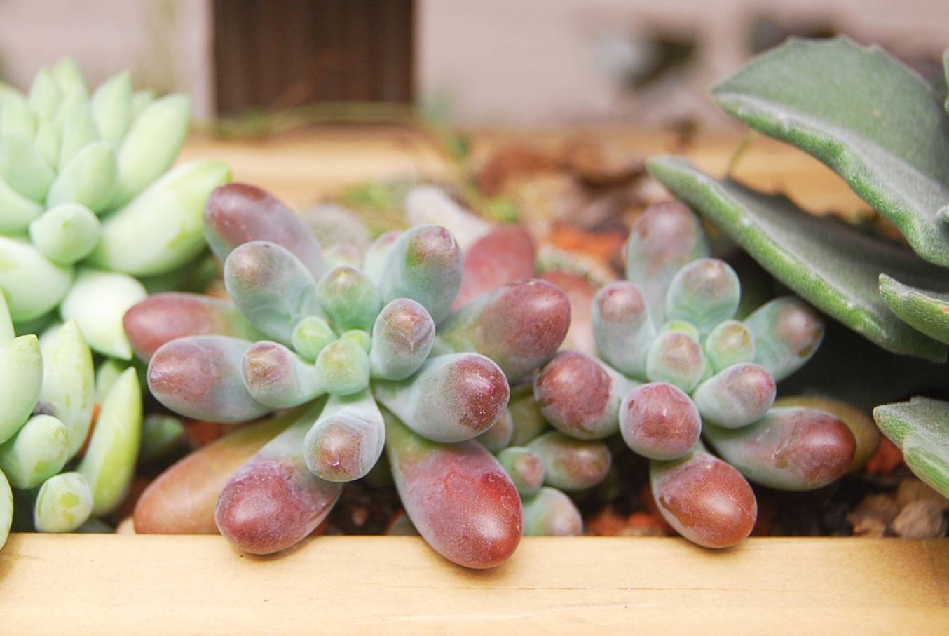 乙女星 多肉 乙女星 多肉