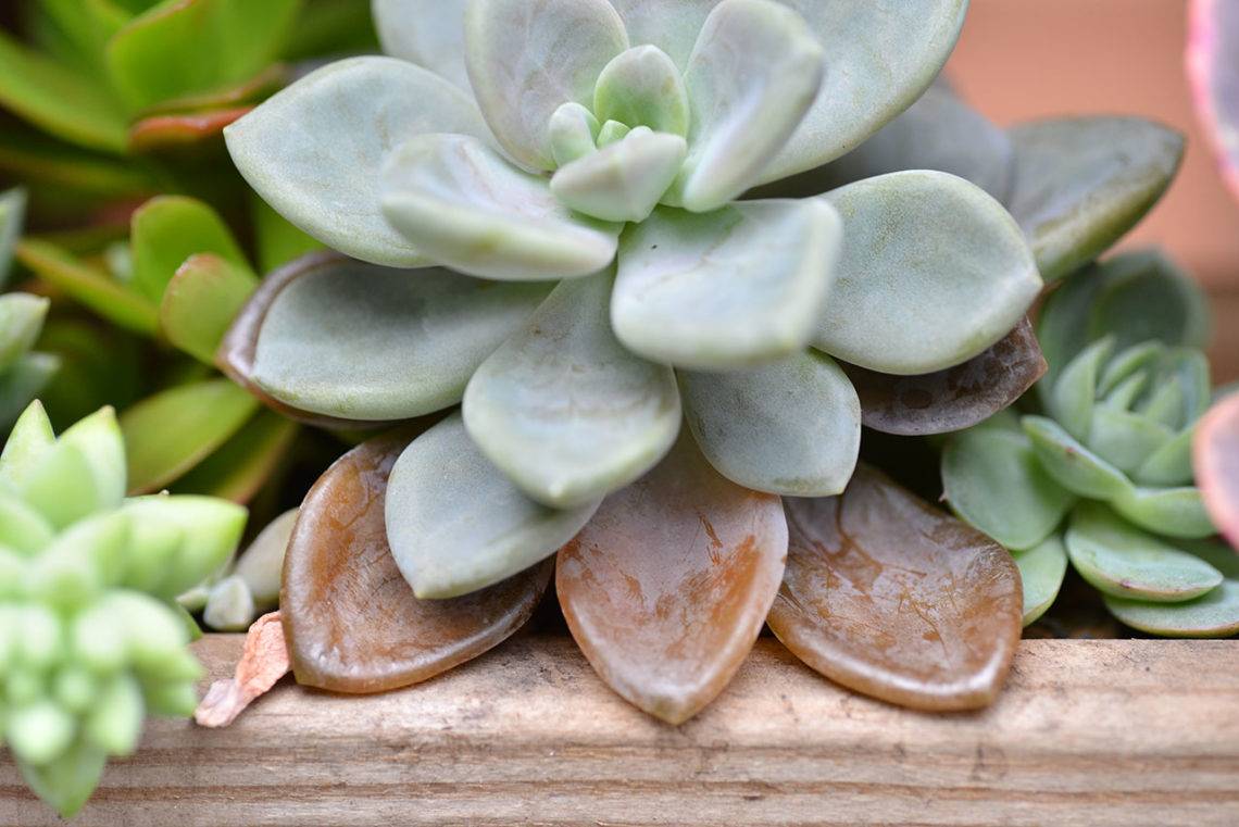 多肉植物爛掉 多肉植物爛掉