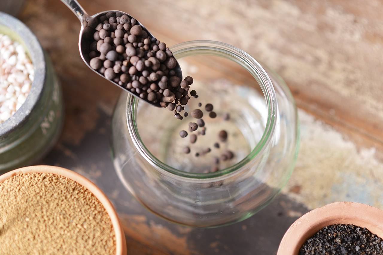 多肉植物換盆 多肉植物換盆