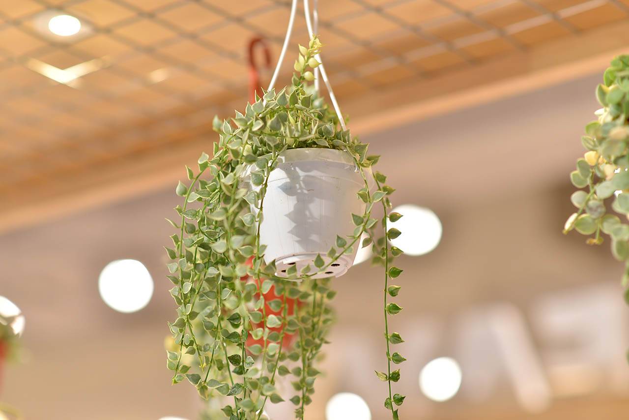 42 種高人氣多肉植物介紹與照顧方式 3 42 種高人氣多肉植物介紹與照顧方式 CYS 3736