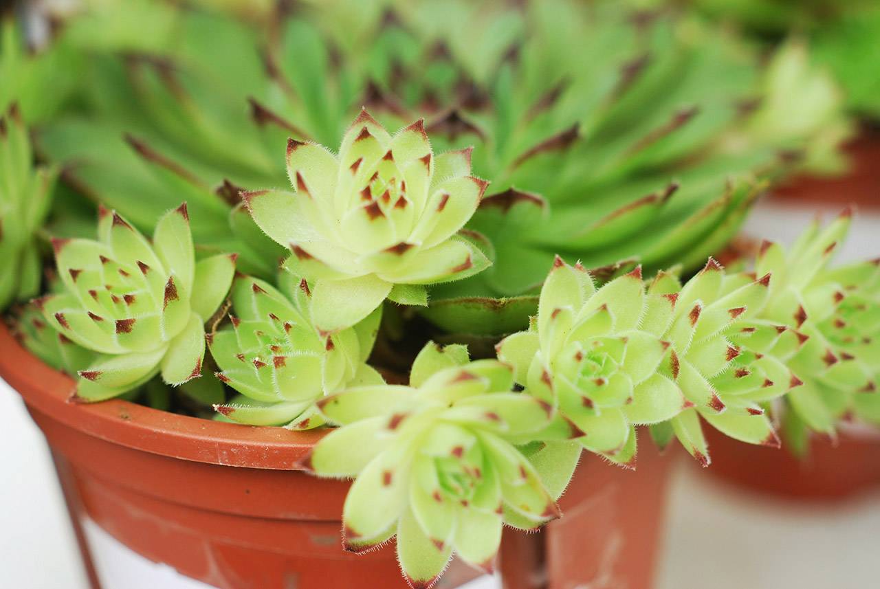 觀音蓮卷絹 長生草屬 觀音蓮卷絹 長生草屬