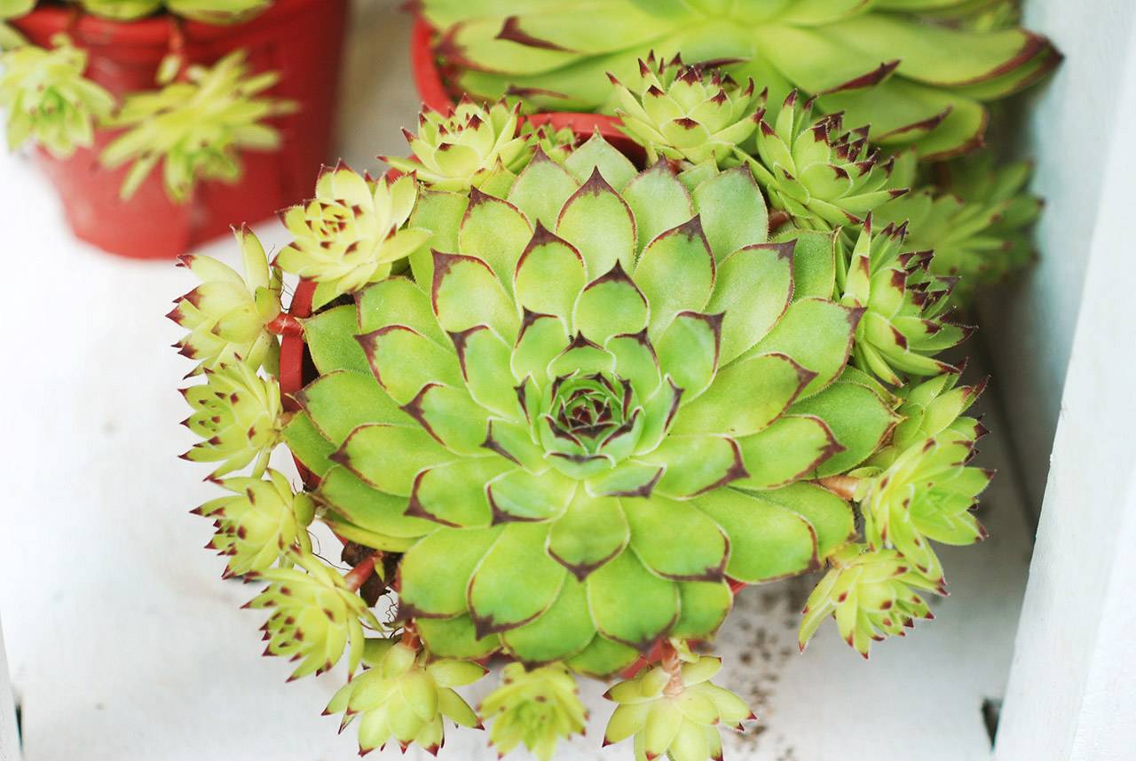 觀音蓮卷絹 觀音蓮卷絹