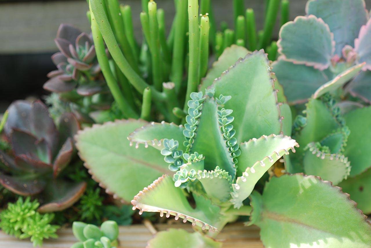 蕾絲姑娘 多肉植物 蕾絲姑娘 多肉植物