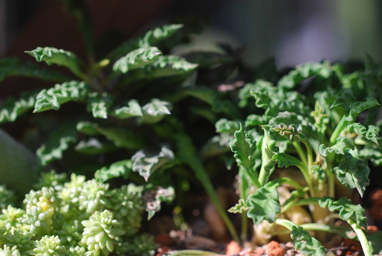 皺葉麒麟 多肉 皺葉麒麟 多肉