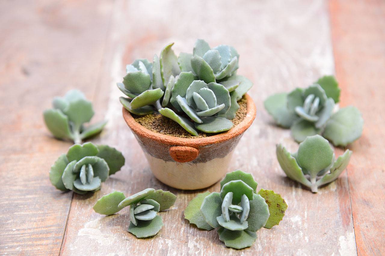 千兔耳 多肉 千兔耳 多肉