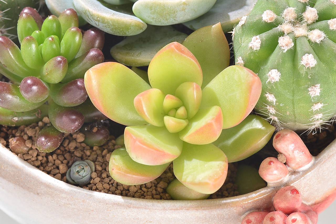 多肉 黃麗 多肉 黃麗