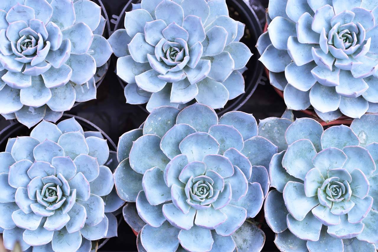 藍色系多肉植物 藍色系多肉植物