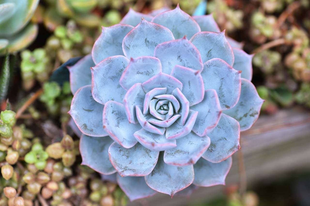 多肉植物老樂 多肉植物老樂