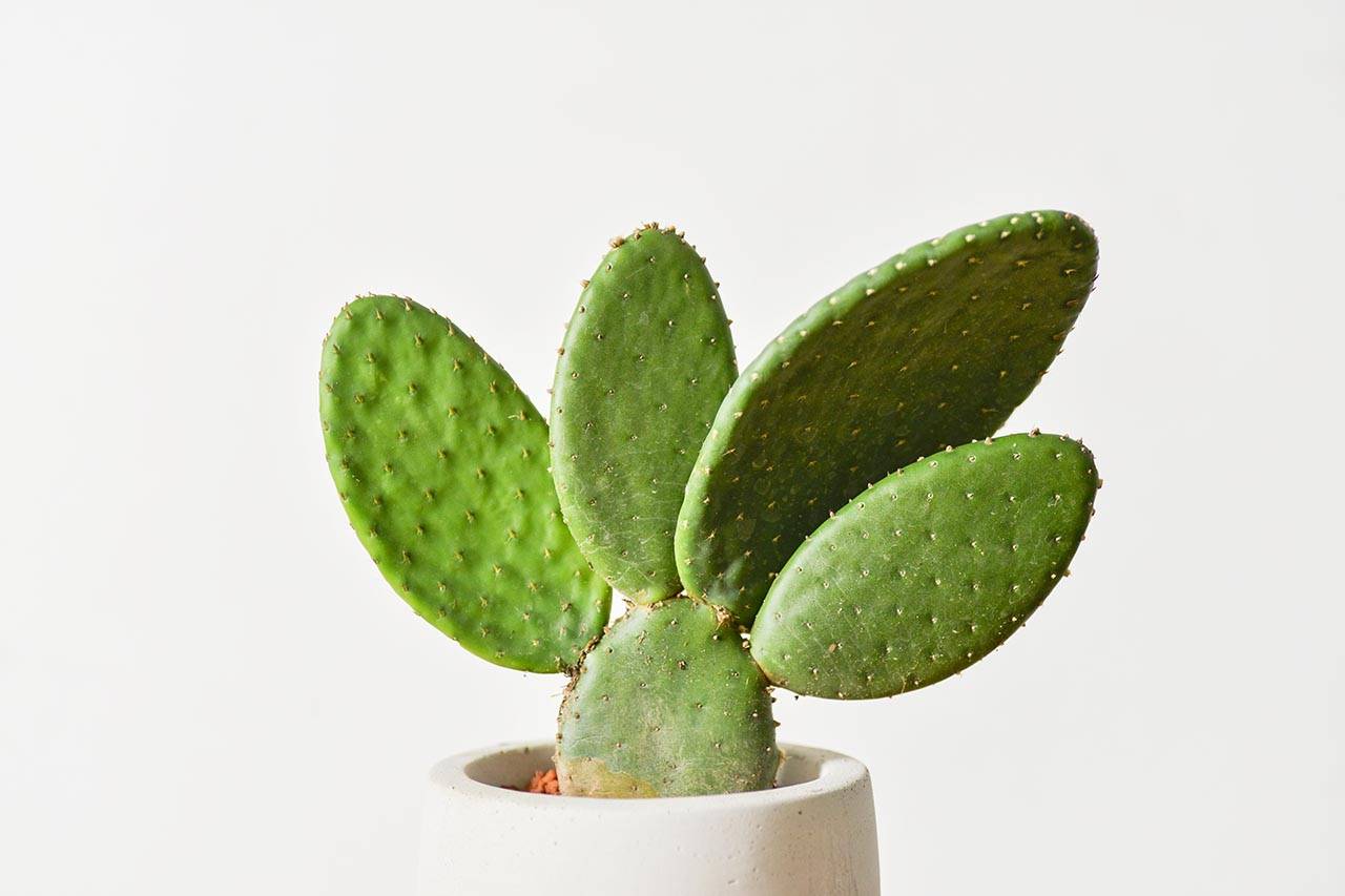 42 種高人氣多肉植物介紹與照顧方式 32 42 種高人氣多肉植物介紹與照顧方式 Opuntia Elatior1